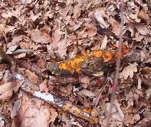 428K views · 6.1K reactions | Alone, build a house in the forest with own hands from Start Finish | Survival Camping, Building Warm Bushcraft | Facebook