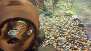 The pair are breed again after only a couple months | Aquamojo