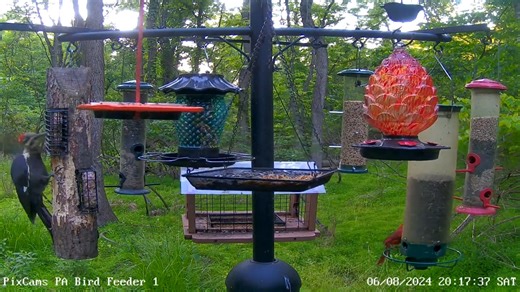 We captured this great video yesterday when a Pileated woodpecker feeding with a Baltimore oriole on PA Bird Feeder 1. You can watch PA Bird Feeder 1 live here: https://pixcams.com/pa-bird-feeder-1/ #birds #bird #birdfeeder #livebirds #livestream | PixCams