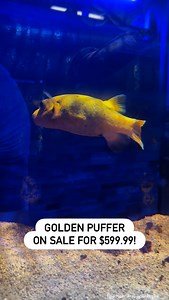 11 reactions | Hawaiian Golden Puffer • In Stock & On Sale For...