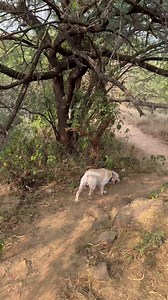 21 reactions | Sanjay Van || Mountain || Tracking || Skyler !! #mountainview #mountain #SanjayVan #jungle #labrador #dog #tracking #video @highlight Banjara Skyler | Banjara Skyler | Facebook