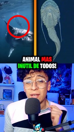 El pez luna: el animal más inútil del mundo