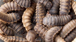 Black Soldier Fly Larvae Hermetia Illucens Stock Footage Video (100% Royalty-free) 1077823463 | Shutterstock