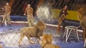Panică la circ - dresorul este atacat de un leu furios - VIDEO