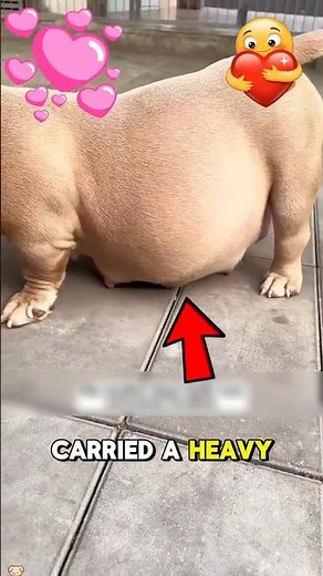 Emergency Rescue: Mother Dog Gives Birth to Puppies During Life-Saving Surgery 🐶❤️
