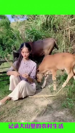 Caring for Calves: A Gentle Interaction in Nature