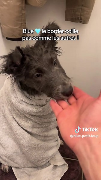 Un adorable bébé border collie chez Vivie