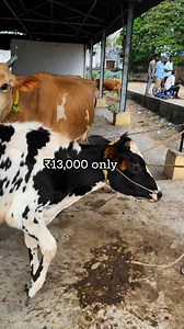 cow and bull marketing pileru 🔥🐄 #lkschanal #AnnamayyaDistrict #Punganur #Pileru | Lks Chanal