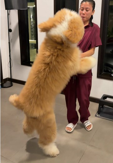 Giant Poodle Puppy Energy: Fluff, Chaos, and Affection