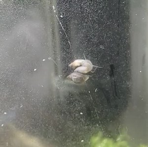 File:Shell-shaking by Physella acuta.webm - Wikimedia Commons