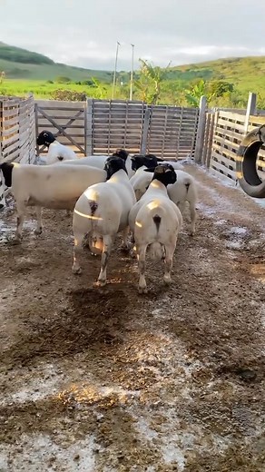 67 reactions · 5 comments | Quality dorpers sheep Rams on sale A matured dorpers selling @ at 25,000 Breeding rams, If interested contact 0708220061 | Dorper sheep farm | Facebook