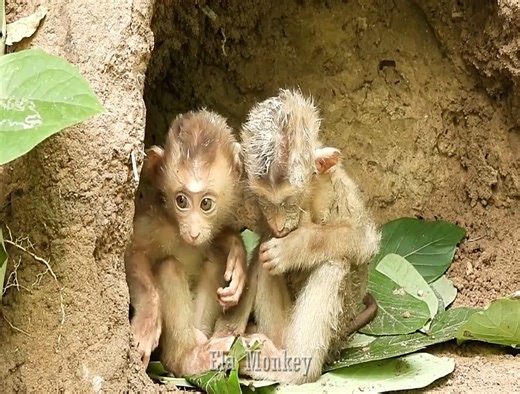 Pity this morning, the weather is very cold, both poor monkeys are very cold and hungry, they need food and milk | The Story Daily