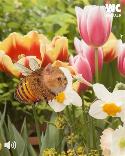 Hello Kitty ❌ Honey Kitty ✅ | Watercooler Animals