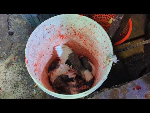 Pigeon bird cutting skills by indian village butcherman #pigeon #indianstreetmarkets #howtocut #ism