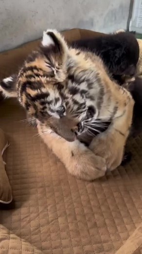 #animals #fyp #foryou