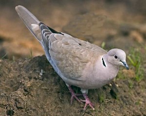 Eurasian collared dove - Alchetron, The Free Social Encyclopedia