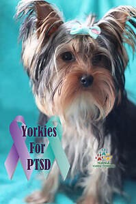 Available Adult Yorkies Adoption for sale * Reputable Yorkie Breeders * Teacup Yorkies