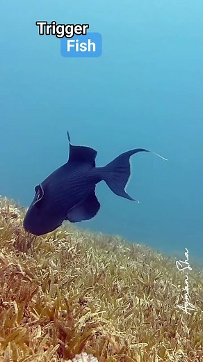 Beautiful Triggerfish 🐟🐟 #triggerfish #scuba #ocean #oceanlife #fypシviralシ2024 #viralreels2024 #viralreelsfb #viralvideoシ #underwaterlife #uwphotography #underwaterworld #underwaterphotography #sea | Scuba Diving Holidays