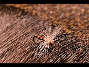 Fly Tying: The Semicircle Rusty Spinner with Martyn White