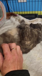 1.8K views · 35 reactions | This is Arabella! She has been with us a little while and is still searching for a home where she can be queen of her castle!! Come in and meet her! | Nova Scotia SPCA - Yarmouth Shelter | Facebook