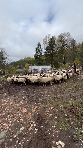 2.2K views · 152 reactions | Farma Sotira Agroturizem on Reels | Facebook