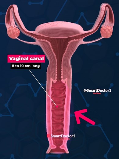 Understanding the Length of the Vaginal Canal in Female Anatomy