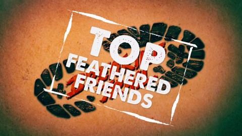 Encounter with a sleepy owl