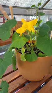 1.7K views · 3 comments | Hand pollinating squash | Princess Cole - The Blog | Facebook