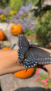 So, one of our team, SheilBea, found these Eastern Black Swallowtail caterpillars in our pollinator bed this summer, and we have been raising them…today one of the chrysalis opened! So exciting! 🐛 Some of them may winter in the chrysalis stage (unlike monarchs, which will not overwinter as chrysalis). This one was ready to see the world this fall! YAY! 🍂 #easternblackswallowtail #happyday #natureisamazing | Creekside Gardens