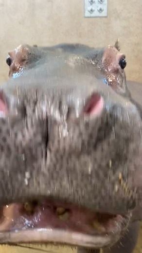 12K views · 497 reactions | Name something better than snack time with Omo — we'll wait. 鍊 #KeeperCam #ICYMI At two-and-a-half years old, Omo is learning and refining foundational training behaviors while also regularly getting the zoomies. Check out his most recent update here: https://www.facebook.com/watch/?v=767810288066555 | Cheyenne Mountain Zoo | Facebook