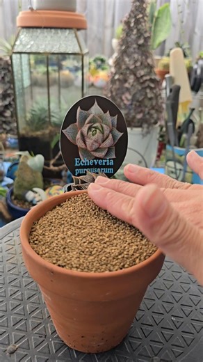 3.5K views · 123 reactions | Repotting Echeveria purpusorum 華華 #bikolanahardinera | Bikolanahardinera | Facebook