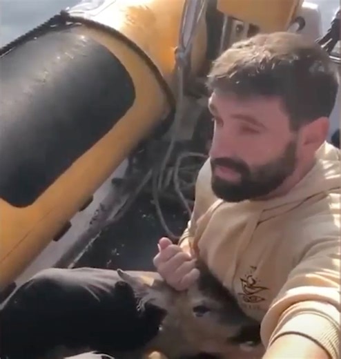 129K views · 533 reactions | Their act of kindness saved its life 凉 | In The Know | Facebook