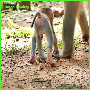 Poor miserable life baby monkey so poor fully stress crying with hungry milk | RESEP Monkey