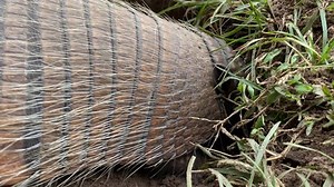 Armadillo Digging Details Eyes Ears Scales Stock Footage Video (100% Royalty-free) 1099757375 | Shutterstock