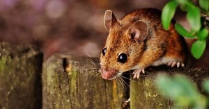 Animals have been cloned from freeze-dried skin cells in scientific breakthrough * WorldNetDaily * by Around the Web