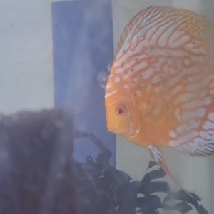1.8K views · 42 reactions | A fun video from the breeding room! A female discus with all of her babies! Discus secrete a nutritious mucous from their bodies for the babies to feed on, kind of like mammals making milk! You can kind of see them picking at her a bit in the video.  Cam | Preuss Pets | Facebook