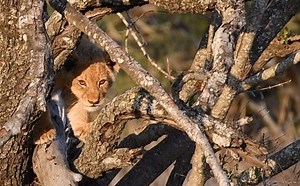 45K views · 151 shares | Roaring male lion & tree climbing cubs | On the Beat in the Manyeleti # 94 | Tintswalo Safari | Facebook