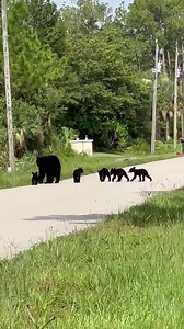 9.8K views · 366 reactions | FLORIDA BLACK BEAR FAMILY  Mama bear and her 5 cubs spotted east of Naples, FL in Golden Gate Estates. She's definitely got her paws full! VIA: Matt Devitt WINK Weather #blackbear #floridabear #floridablackbear #florids #ehp #evergladesholidaypark #viralvideo #naplesflorida #naples | Everglades Holiday Park | Facebook