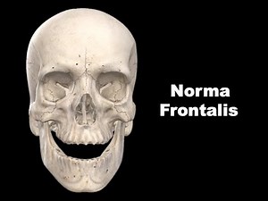 Norma Frontalis #Anatomy #mbbs #bds #education