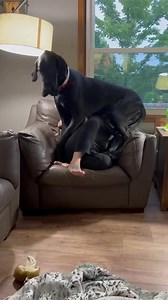 I just want to cuddle with my mom stop wiggling. #LapDog #CuddlePuppy #BigDog #GreatDane | Larry_the_great_dane