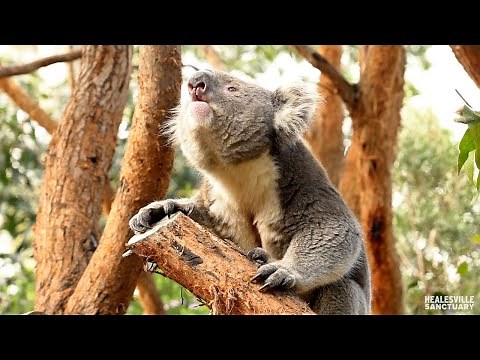 It's mating season for koalas