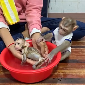 14K views · 242 reactions | Cute Baby Monkeys First Bath  _ Gentle Care _ Adorable Moments #reels #videoreels #fbreels #cutebabymonkey #fblifestyle #reelviral #trendingepisode | Animal Site | Facebook