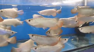 Crossbacks at TBFP-Katipunan Inquiries call 0917-9608486 | The Big Fish Place