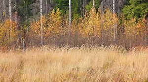 Edge Forest : vidéo de stock (100 % libre de droit) 7645741 | Shutterstock