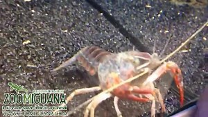 3.2K views · 11 reactions | Riproduzione di Procambarus Clarkii #zoomiguana #video #acquariofilia | Zoomiguana | Facebook