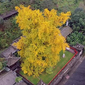 A nearly 1,400-year-old ginkgo tree nestled in the confines of a Buddhist temple in Xi'an dwarfs the landscape with its arching golden boughs in #autumn. #EcoFuture | China Plus Culture