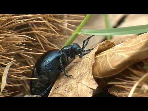 Oil beetle, Meloe Proscarabeus or Meloe Violaceus