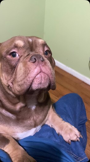 GBK Chocolate tri male 11 months old #pocketbully #americanbullypocket #chocolatetribully #abrregistry🔥🔥🔥 | Alexis Castillo