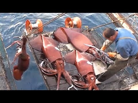 Amazing Fastest Giant Squid Cutting Line on Vessel - How Giant Squid Cutting and process in Factory