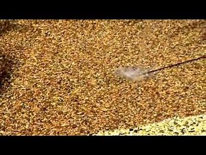 Pebble Pave - Permeable Paving